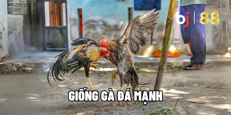 giống gà đá mạnh