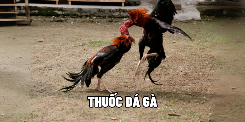 thuốc đá gà